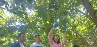 Giresun'da Kahverengi Kokarcayla Mücadele İçin Samuray Arıları Salındı