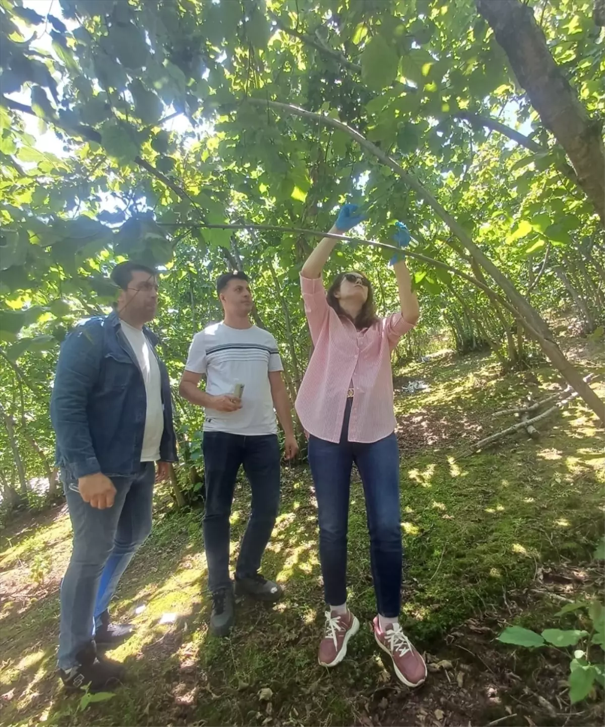 Giresun'da Kahverengi Kokarcayla Mücadele İçin Samuray Arıları Salındı