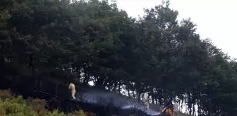 Yalova-Bursa Sınırında Orman Yangını Kontrol Altına Alındı