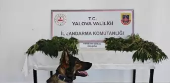 Yalova'da Yasa Dışı Kenevir Eken Zanlı Tutuklandı