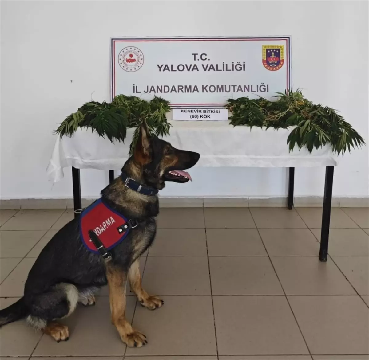 Yalova'da Yasa Dışı Kenevir Eken Zanlı Tutuklandı