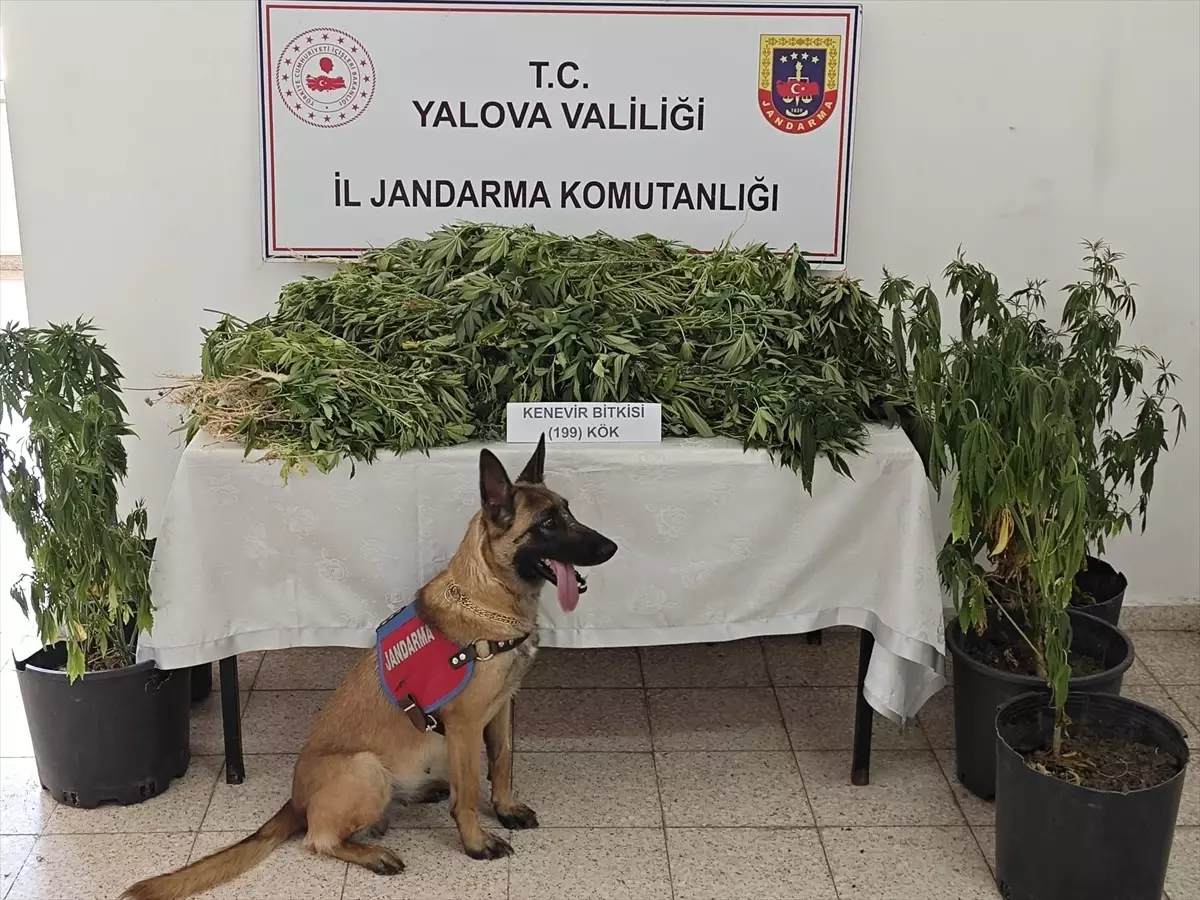 Yalova'da Hint Keneviri Yetiştiren Şüpheli Tutuklandı