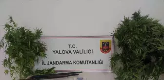 Yalova'da Kenevir Satışı Yapan İki Zanlı Gözaltına Alındı