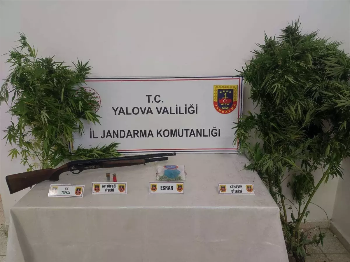 Yalova'da Kenevir Satışı Yapan İki Zanlı Gözaltına Alındı