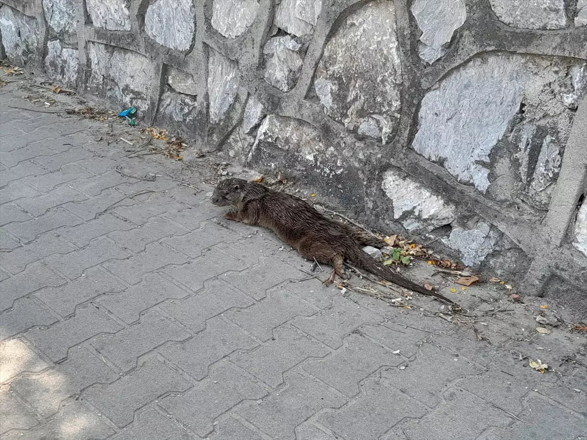 Yalova'da Yaralı Su Samuru Tedavi Altına Alındı
