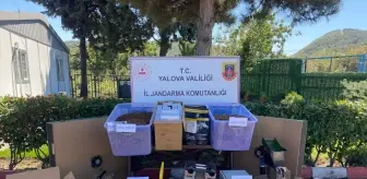 Yalova'da Kaçak Tütün Operasyonu: 1 Tutuklama