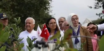 Yalova'da Organik Aronya Hasat Dönemi Başladı