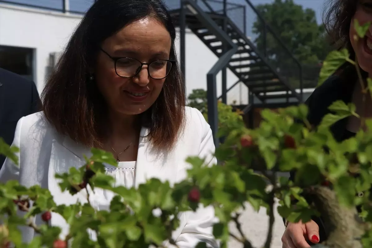 Yalova Bonsai Müzesi'nde Hasat Zamanı