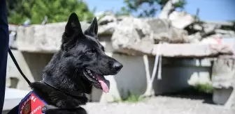 Yangın Tespit Köpeği Bronz, Kundaklama Şüphesinde Görev Başında