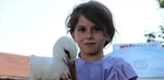 Saray Köyü'nde Yavru Leyleğe Özenle Bakılıyor