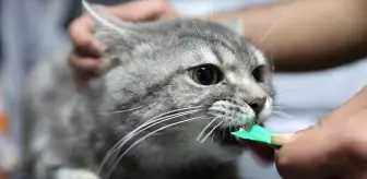 Zehirlenmiş Kedi 'Kestane' Sağlığına Kavuşarak Sahiplendirilmek İstiyor