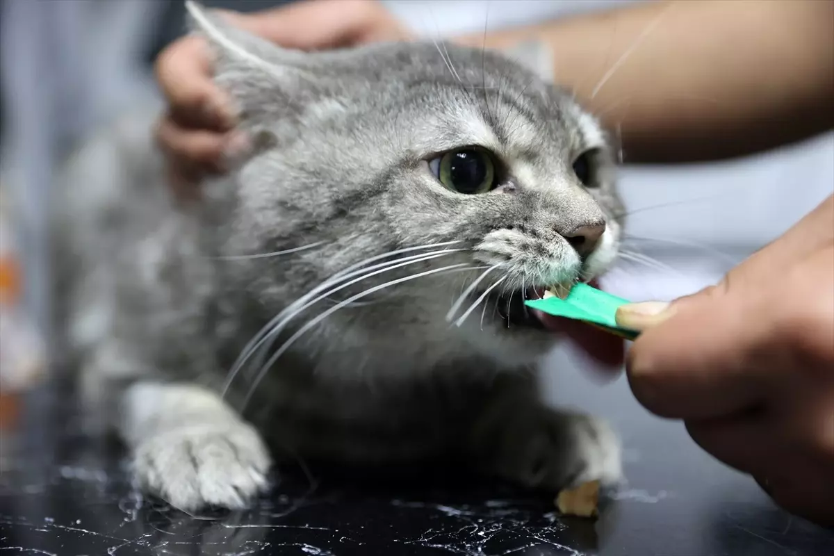 Zehirlenmiş Kedi 'Kestane' Sağlığına Kavuşarak Sahiplendirilmek İstiyor