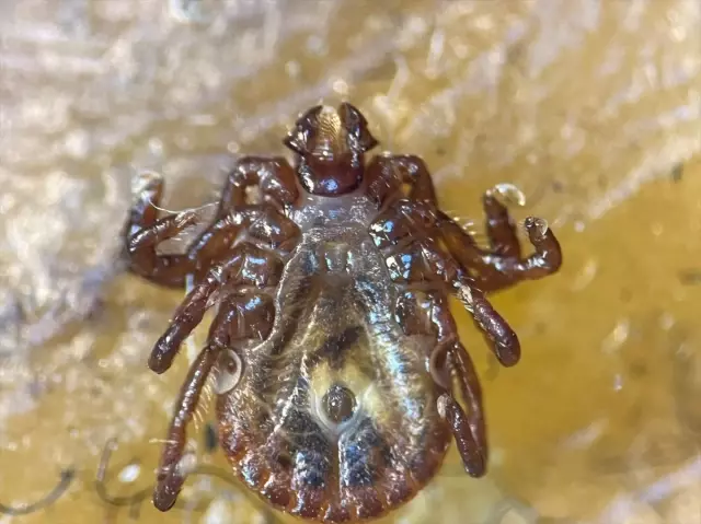 A new tick species has been discovered in Turkey! It carries more than 30 diseases