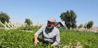 Kocasinan Belediyesi'nden Yerel Tohumların Sürdürülebilirliği İçin Önemli Adım