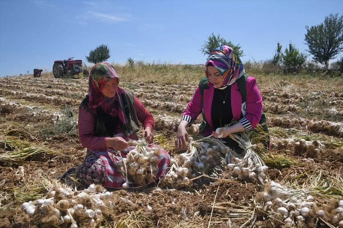 Yeşilay Kastamonu, Emekçi Kadınları Sarımsak Tarlasından Ziyaret Etti