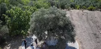 Mersin’de 1316 Yaşındaki Anıt Zeytin Ağacı İle Zeytin Üretimi Öne Çıkıyor