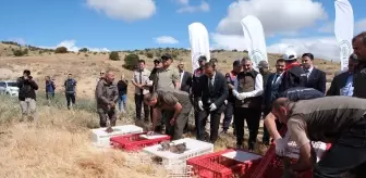 Yozgat'ta 1000 Kınalı Keklik Doğaya Salındı