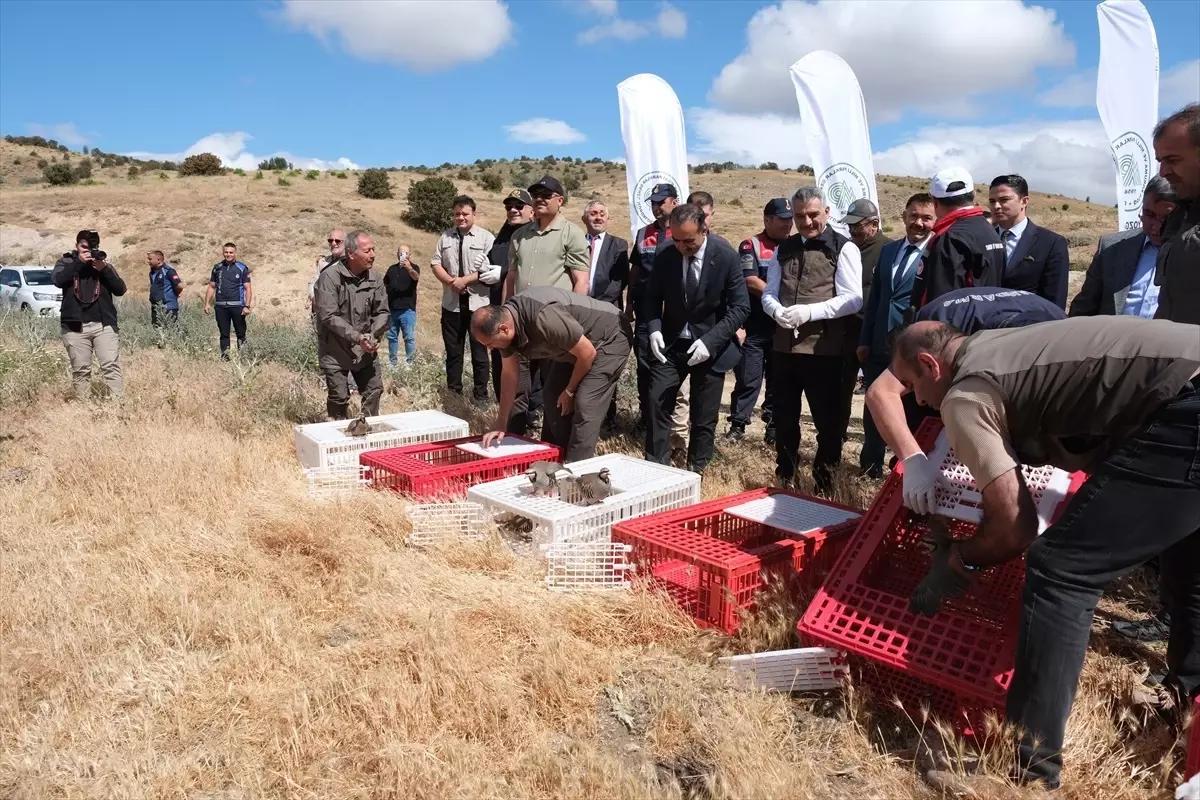 Yozgat'ta 1000 Kınalı Keklik Doğaya Salındı