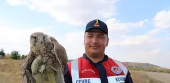 Yozgat'ta Ulu Doğan Koruma Altına Alındı