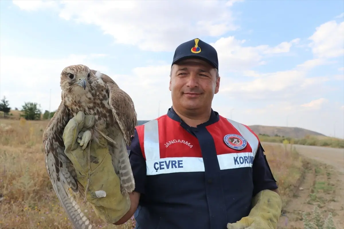Yozgat'ta Ulu Doğan Koruma Altına Alındı
