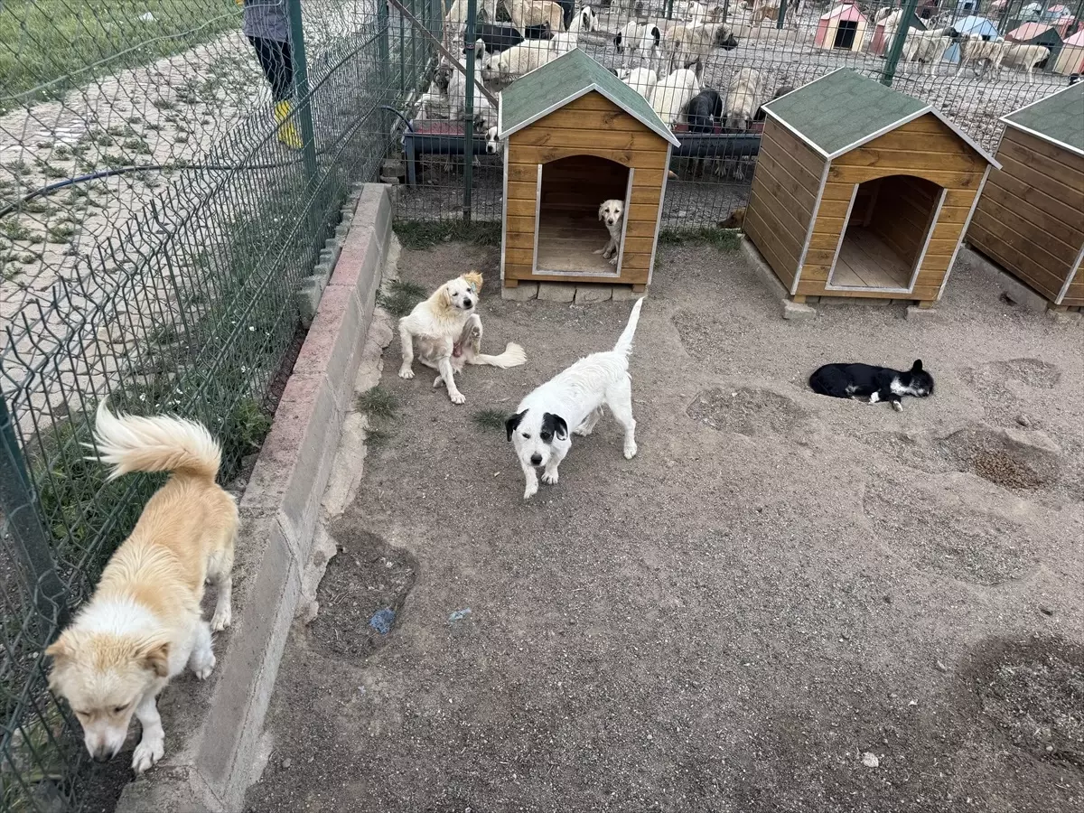 Yozgat'ta Hayvan Bakım ve Rehabilitasyon Merkezi Açıldı