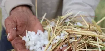Yozgat'ta Dolu Yağışı Tarım Arazilerine Zarar Verdi