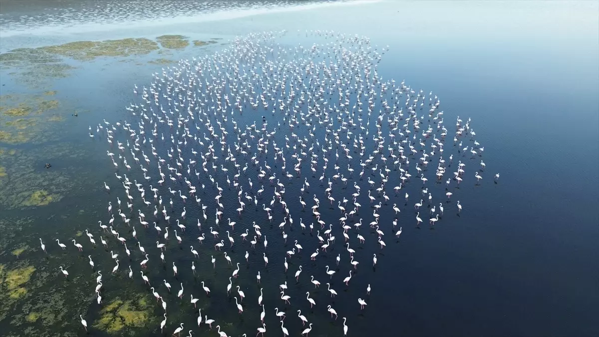 Yozgat'ta Flamingoların Koruma Altında Yaşadığı Gelingüllü Barajı
