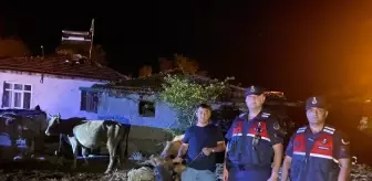 Kaybolan 5 Büyükbaş Hayvan Jandarma Tarafından Bulundu