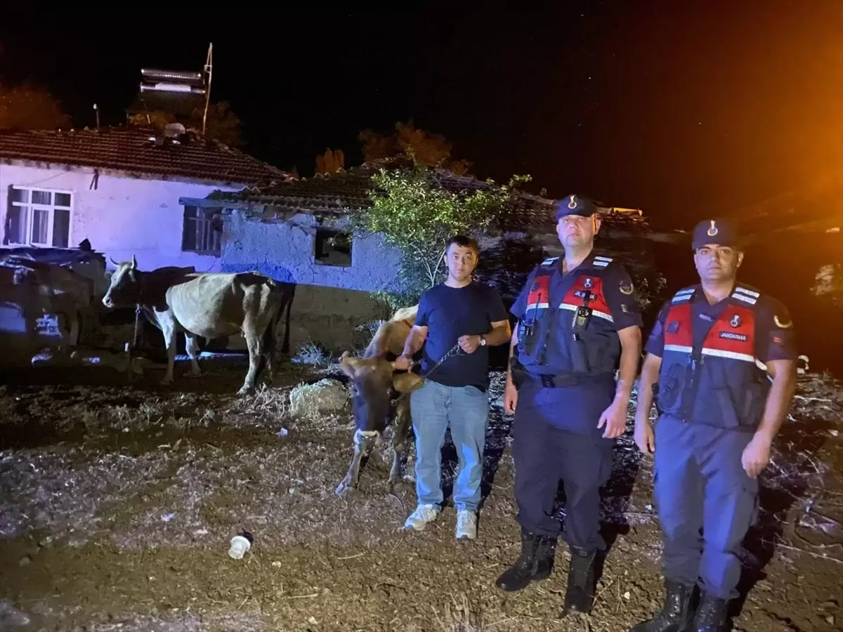 Kaybolan 5 Büyükbaş Hayvan Jandarma Tarafından Bulundu