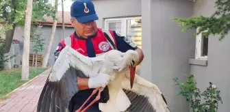 Yozgat'ta Yaralı Leylek Tedavi Altına Alındı