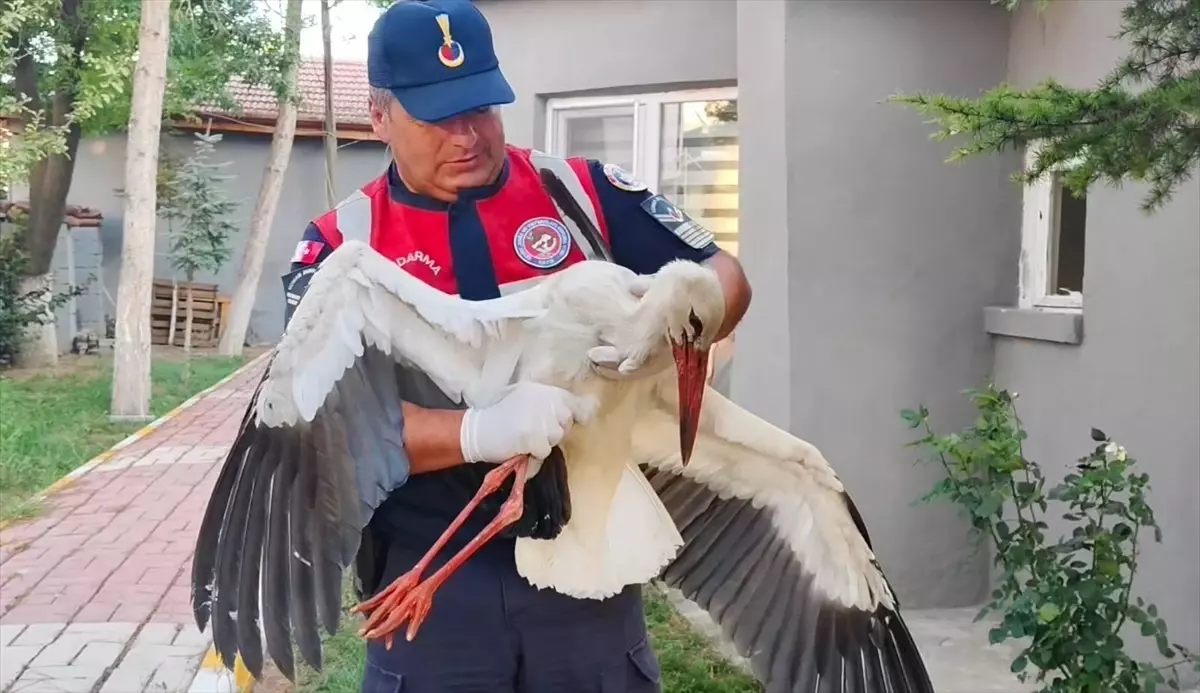 Yozgat'ta Yaralı Leylek Tedavi Altına Alındı