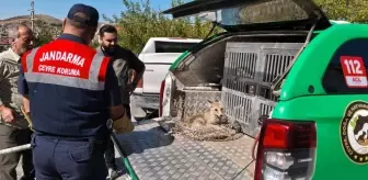 Yozgat'ta Yaralı Tilki Tedavi Altına Alındı