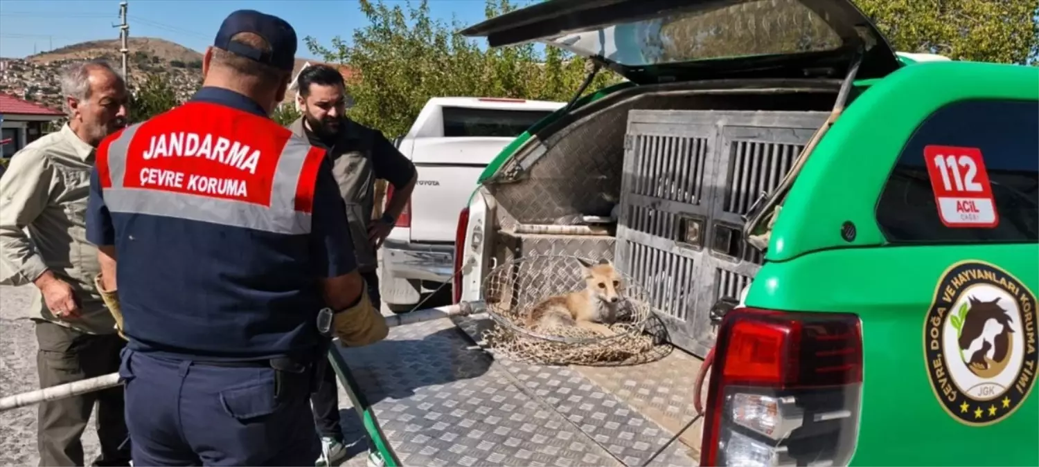 Yozgat'ta Yaralı Tilki Tedavi Altına Alındı