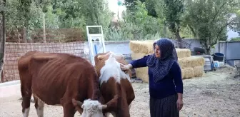 Yozgat'ta Hibe Destekleriyle Hayvancılık Gelişiyor