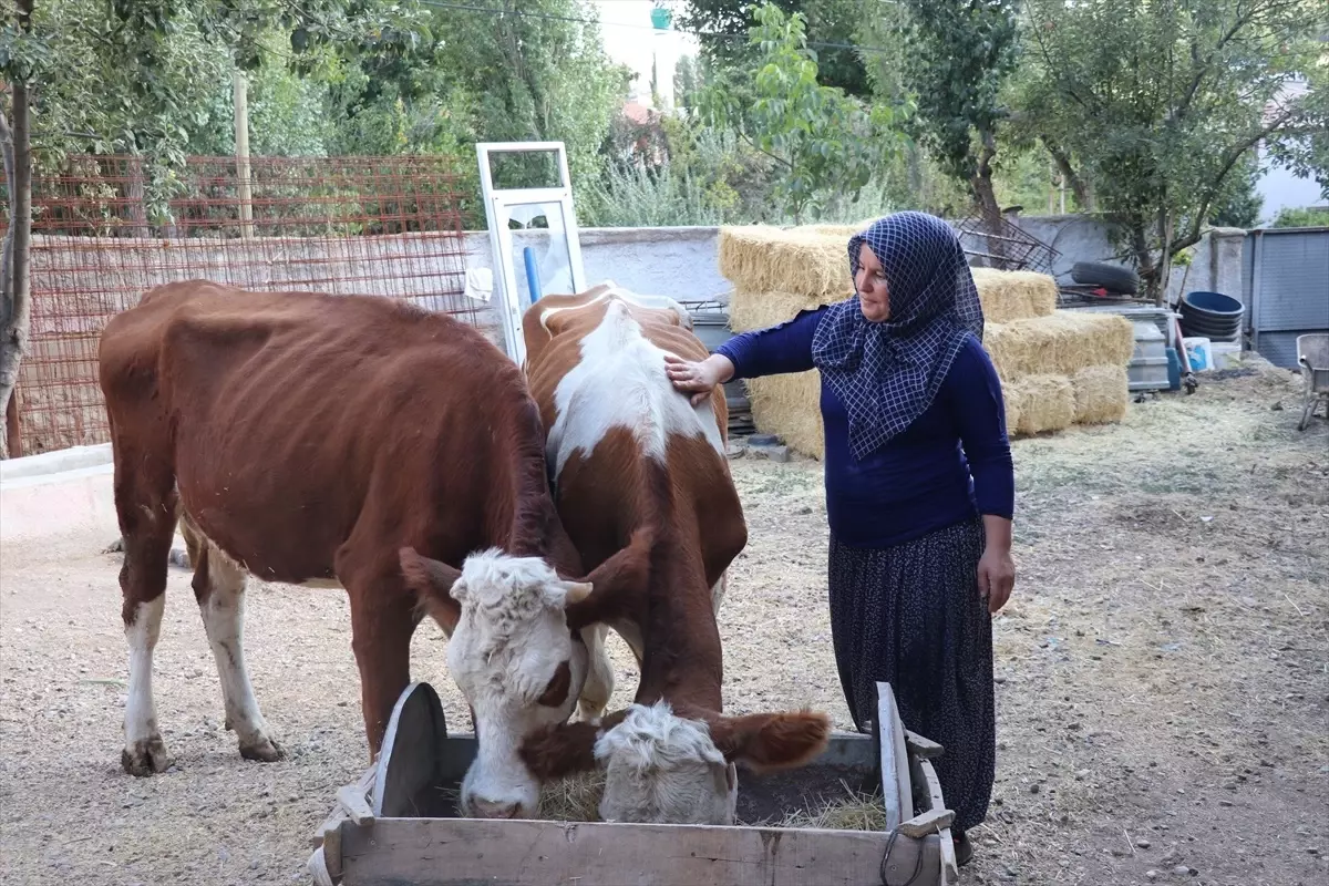 Yozgat'ta Hibe Destekleriyle Hayvancılık Gelişiyor