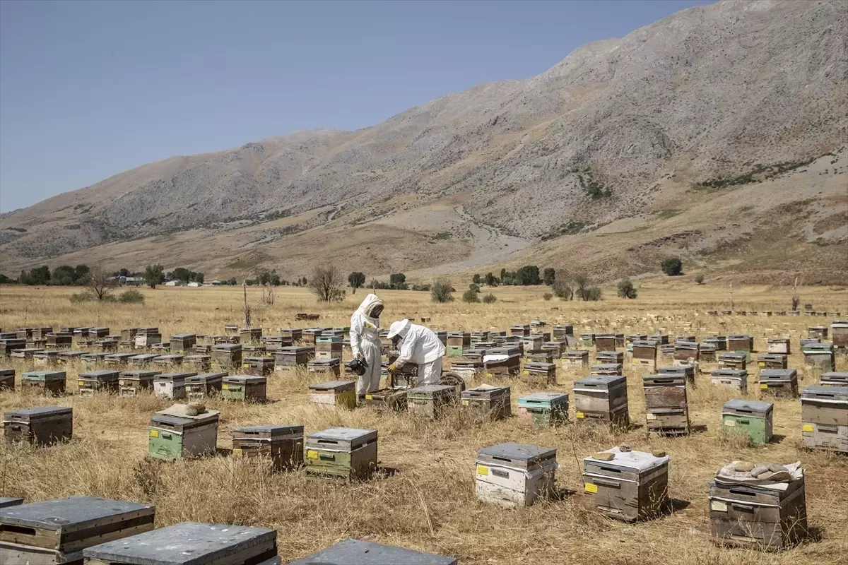Ovacık'ta Organik Bal Hasadı Başladı