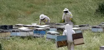 Muş Ovası'na 507 Gezgin Arıcı Geldi