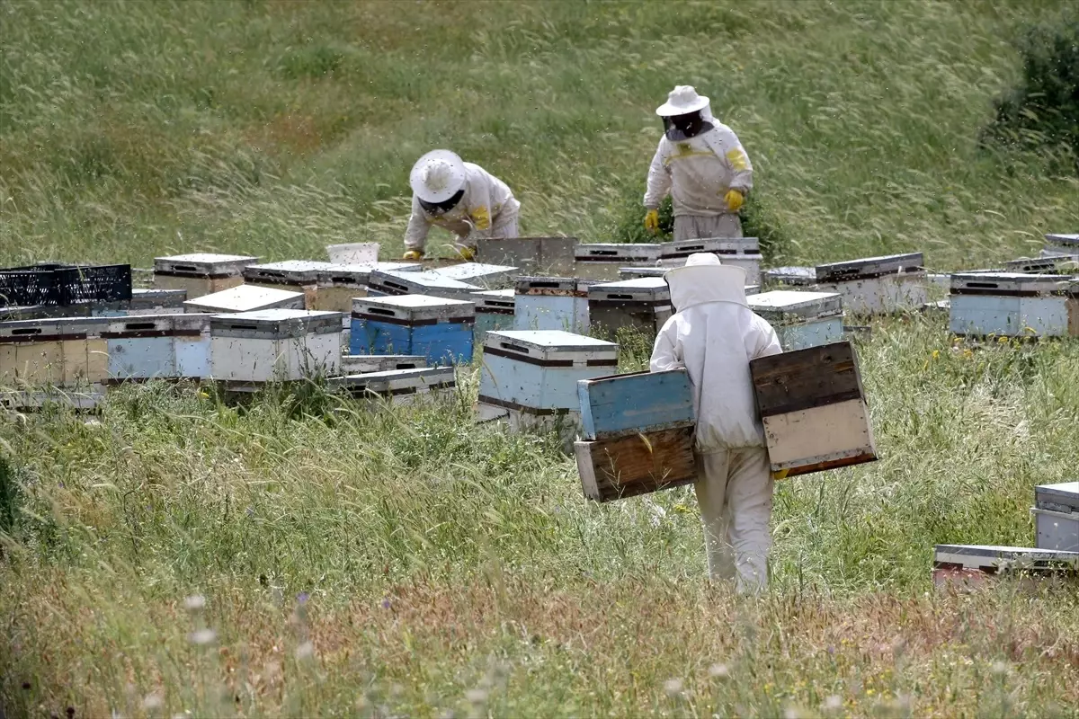 Muş Ovası'na 507 Gezgin Arıcı Geldi