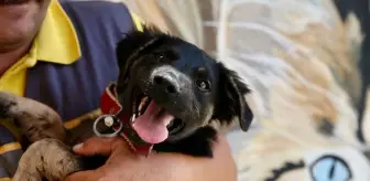 Zifte Saplanmış Köpek Yavrusu Tedavi Edilerek Hayata Döndü