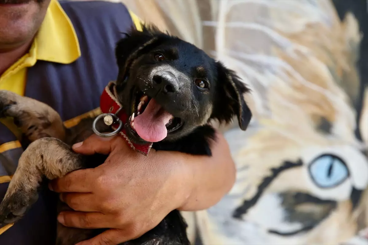 Zifte Saplanmış Köpek Yavrusu Tedavi Edilerek Hayata Döndü