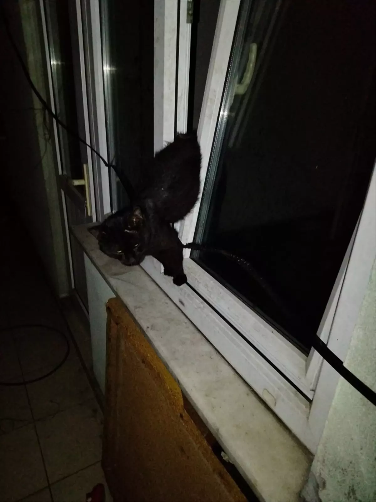 Sahipsiz Kedi İtfaiye Ekipleri Tarafından Kurtarıldı