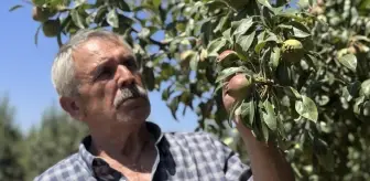Emekli Maden İşçisi Deveci Armudu Üreticisi Oldu