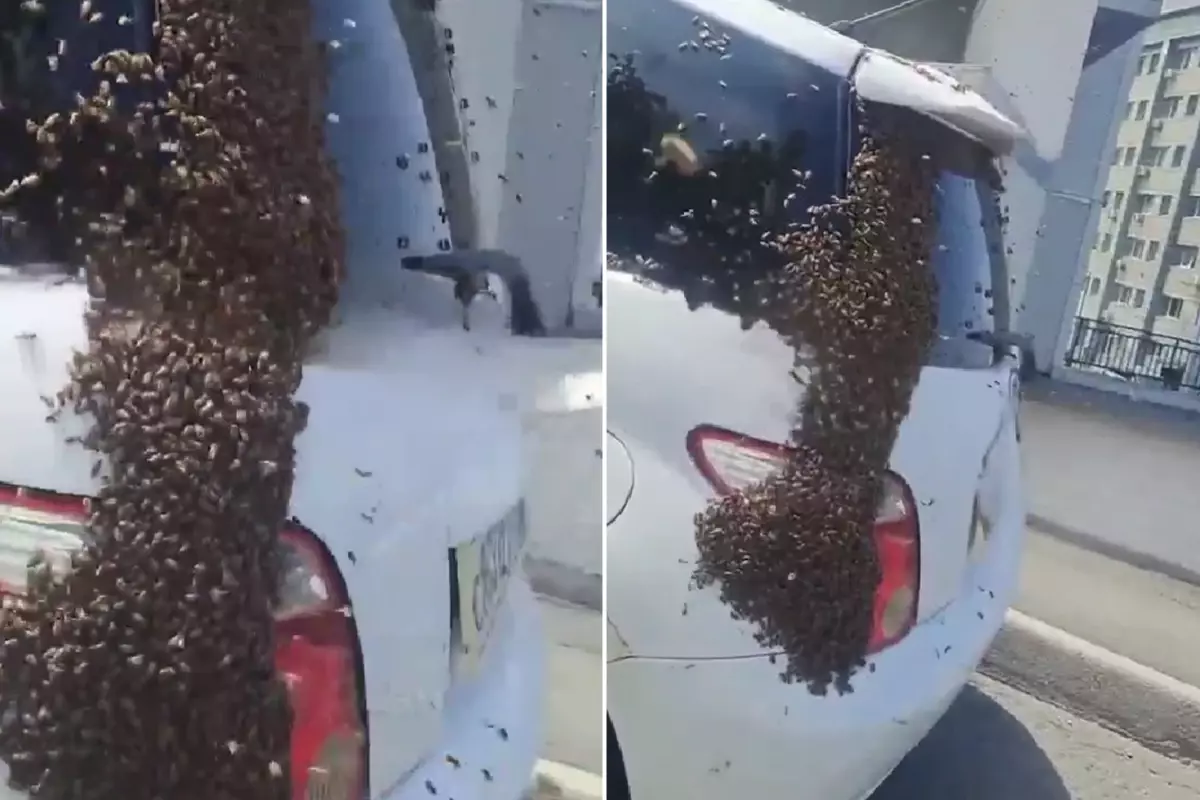 Otobanda arı istilası