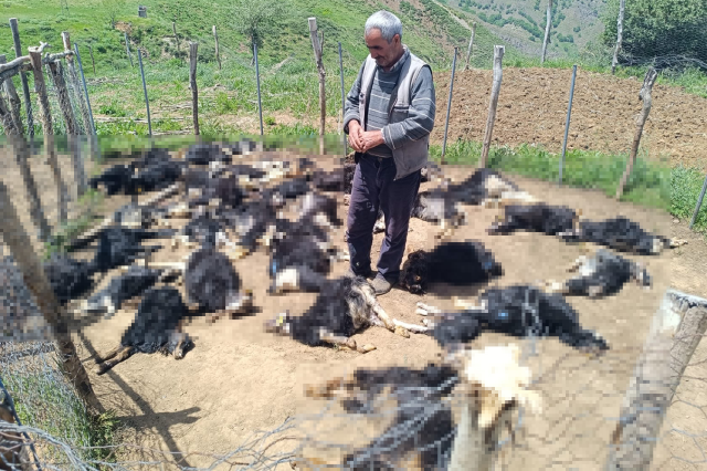 Wolves that entered the barn killed 49 small livestock