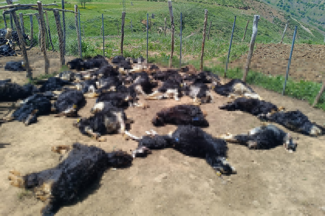 Wolves that entered the barn killed 49 small livestock