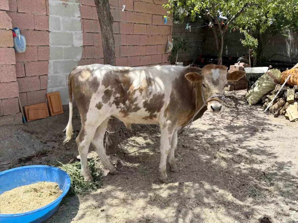 Kayıp Buzağı 9 Ay Sonra Sahibine Teslim Edildi