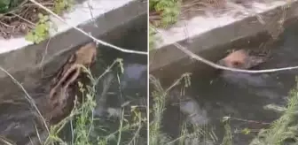 Domuz yavrusu, düştüğü kanaldan çıkmak için uzun süre mücadele etti