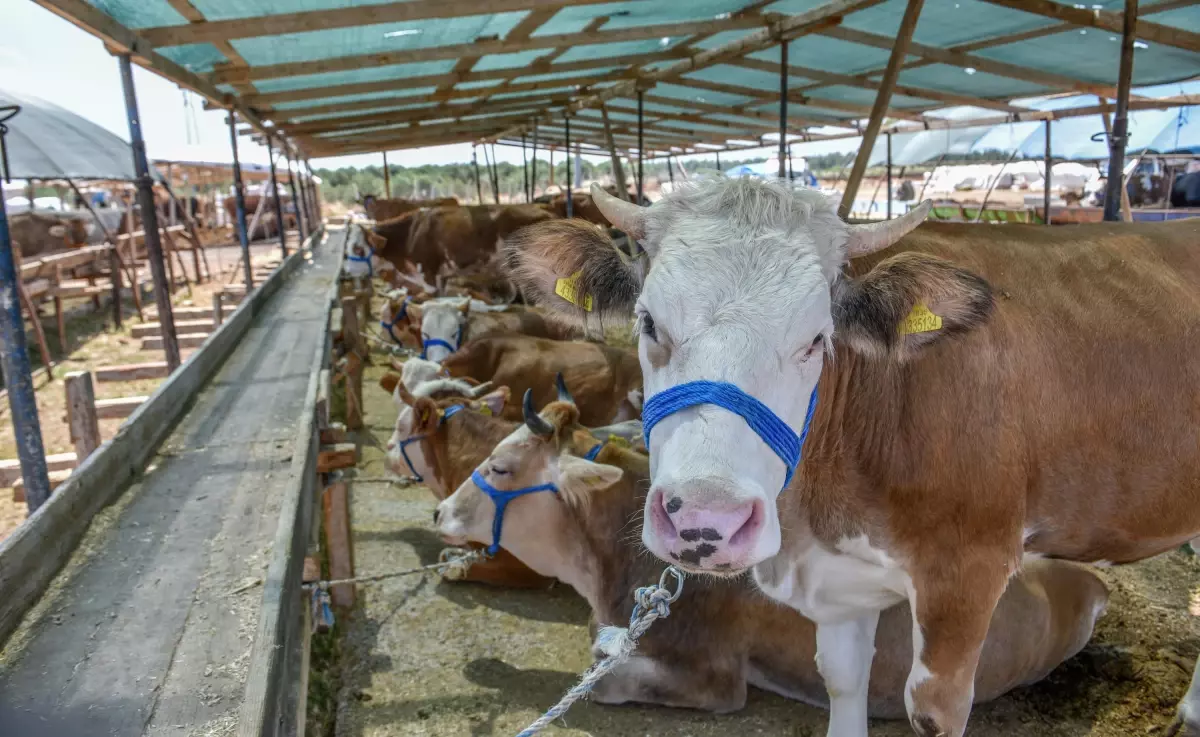 Dolandırıcılara Karşı Kurbanlık Alışverişinde Dikkat Uyarısı