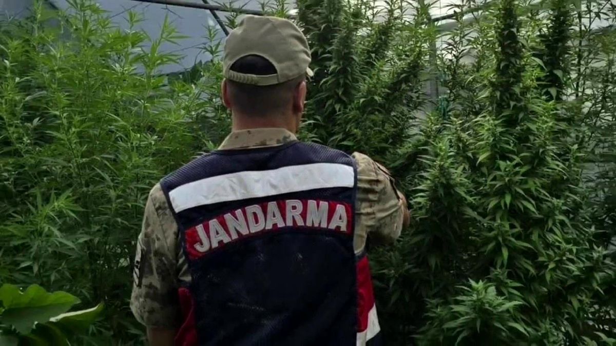 Hatay'da Jandarma Kenevir Operasyonu: Yüzlerce Kök Ele Geçirildi