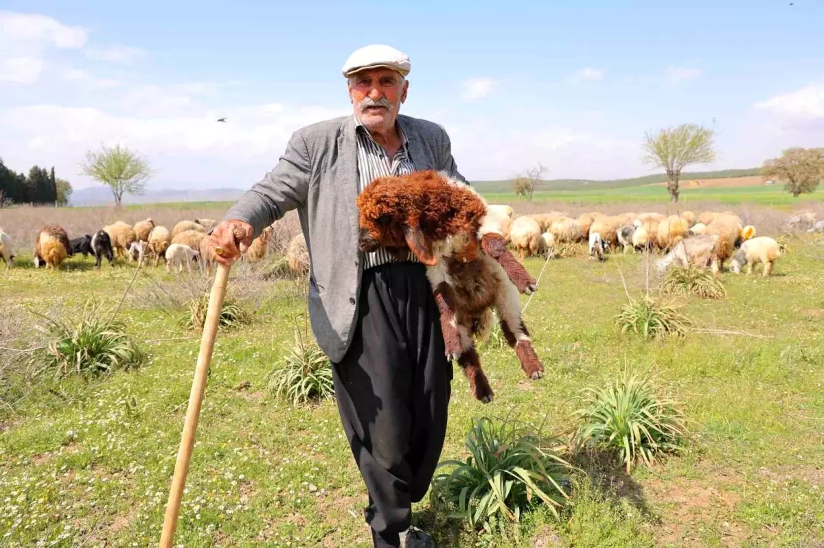 80 Yaşındaki Hüseyin Dede Çobanlık Yaparak Hayata Tutunuyor